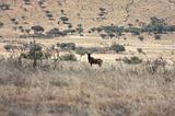 Ethiopia - Netch Sar Park - 84 - Swaynes Hartebeest